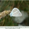 polyommatus cyaneus shamil daghestan male 3